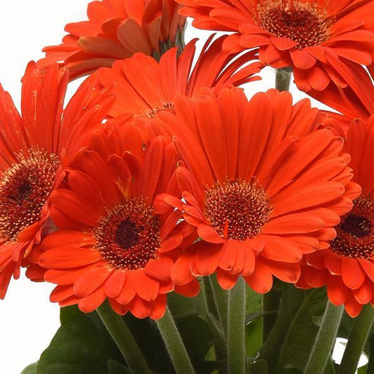 Bulk Gerbera Daisy Seeds Gerbera ColorBloom ™ Orange Dark Eye