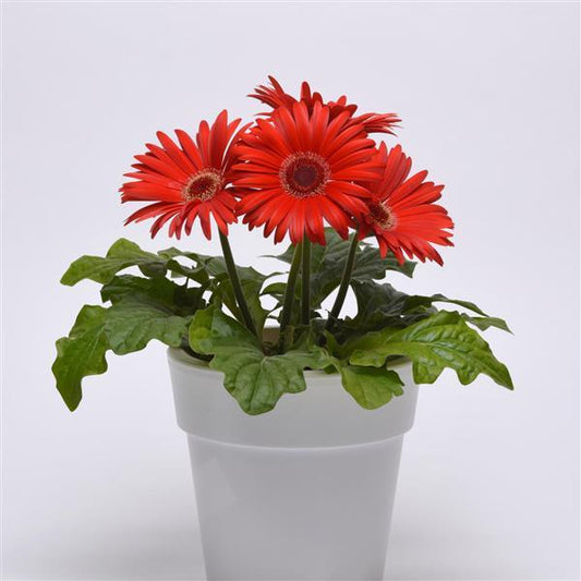 Bulk Gerbera Daisy Seeds Gerbera ColorBloom ™ Red Dark Eye