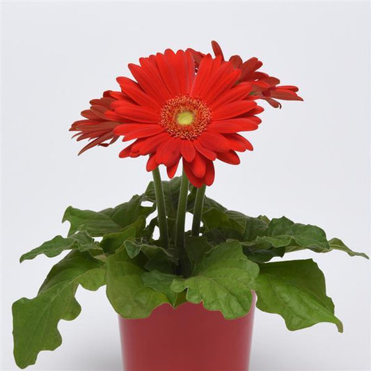 Bulk Gerbera Daisy Seeds Gerbera ColorBloom ™ Red Light Eye