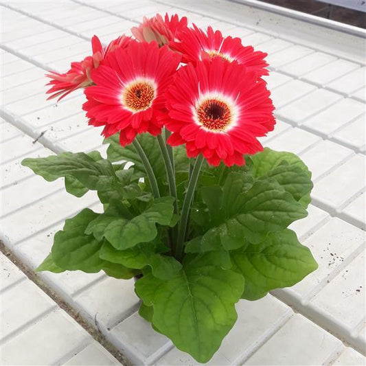 Bulk Gerbera Daisy Seeds Gerbera ColorBloom™ Red White Bicolor