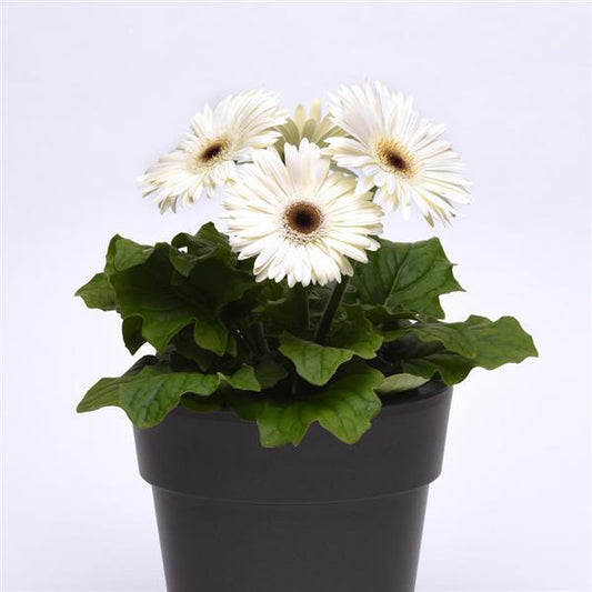 Bulk Gerbera Daisy Seeds Gerbera ColorBloom ™ White Dark Eye