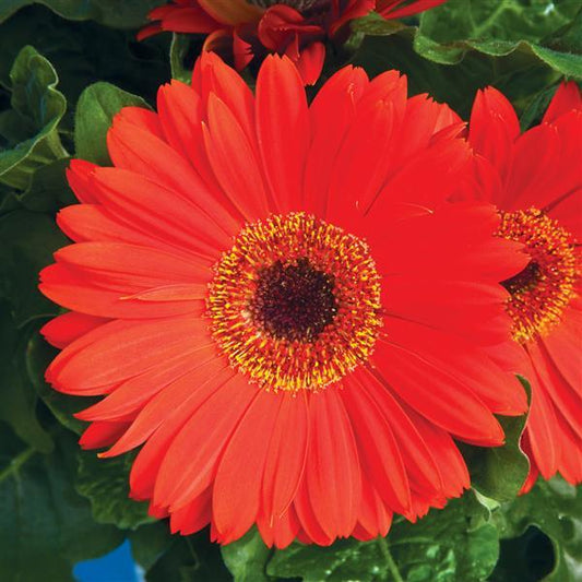 Bulk Gerbera Daisy Seeds Gerbera Jaguar Scarlet Shades