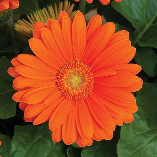 Bulk Gerbera Daisy Seeds Gerbera Jaguar Tangerine