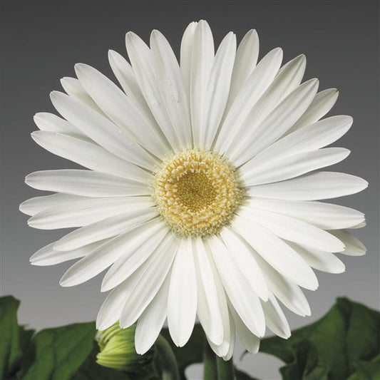 Bulk Gerbera Daisy Seeds Gerbera Jaguar White