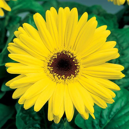 Bulk Gerbera Daisy Seeds Gerbera Jaguar Yellow Dark Eye