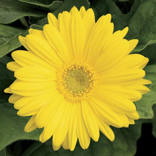 Bulk Gerbera Daisy Seeds Gerbera Jaguar Yellow Light Eye