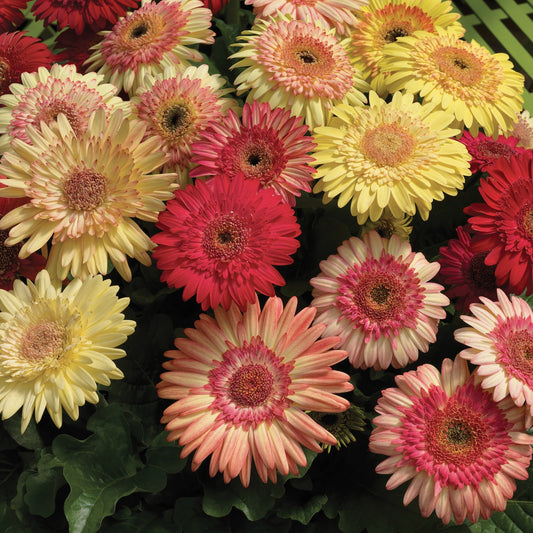 Bulk Gerbera Daisy Seeds Gerbera Strawberry Twist