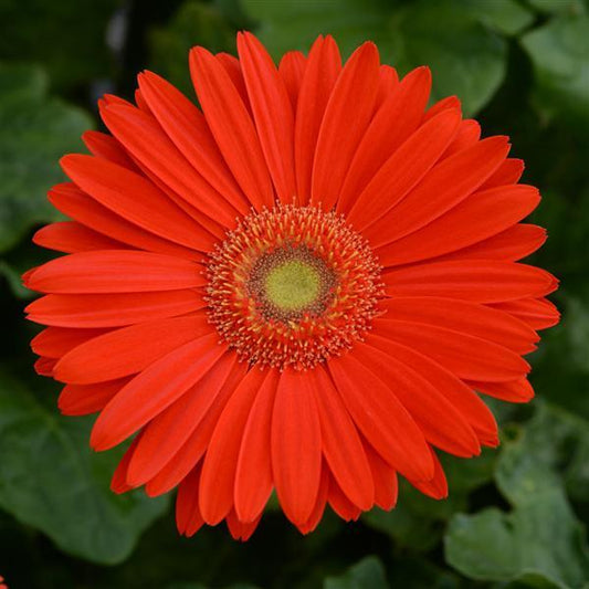 Gerbera Seeds Gerbera Mega Revolution™ Bright Orange Light Eye