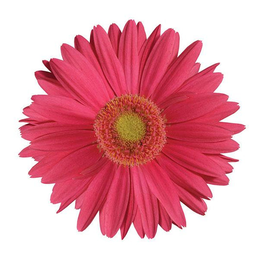 Gerbera Seeds Gerbera Mega Revolution™ Rose Light Eye