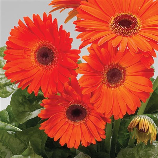 Gerbera Daisy Seeds Gerbera Royal Deep Orange Dark Eye