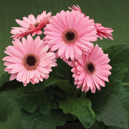 Gerbera Daisy Seeds Gerbera Royal Deep Pink Dark Eye