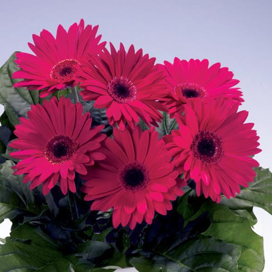 Gerbera Seeds Gerbera Royal Deep Rose Dark Eye