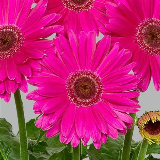 Gerbera Seeds Gerbera Royal Neon Violet