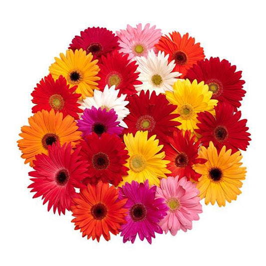 Gerbera Daisy Seeds Gerbera Royal Optimum Mix