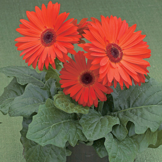 Gerbera Daisy Seeds Gerbera Royal Scarlet Dark Eye