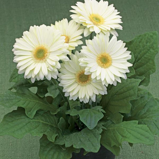 Gerbera Seeds Gerbera Royal White Light Eye