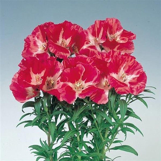 Godetia Seeds Grace Red Cut Flower