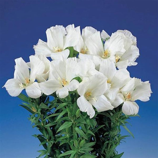 Godetia Seeds Grace White Cut Flower