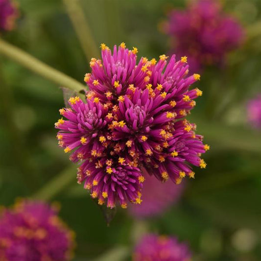 Gomphrena Seeds Fireworks Cut Flowers