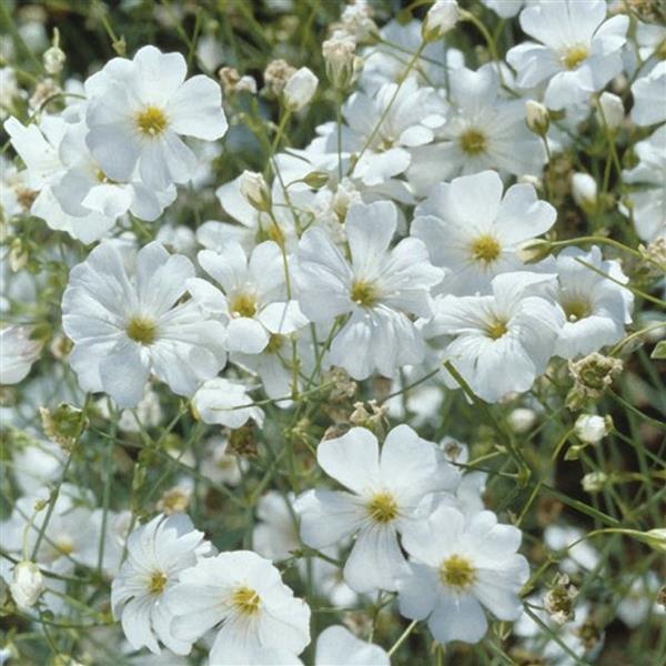 1,000 Gypsophila Seeds Covent White Cut Flower