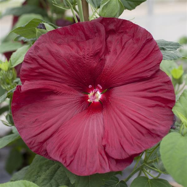 Hibiscus Seeds Hibiscus Honeymoon Deep Red