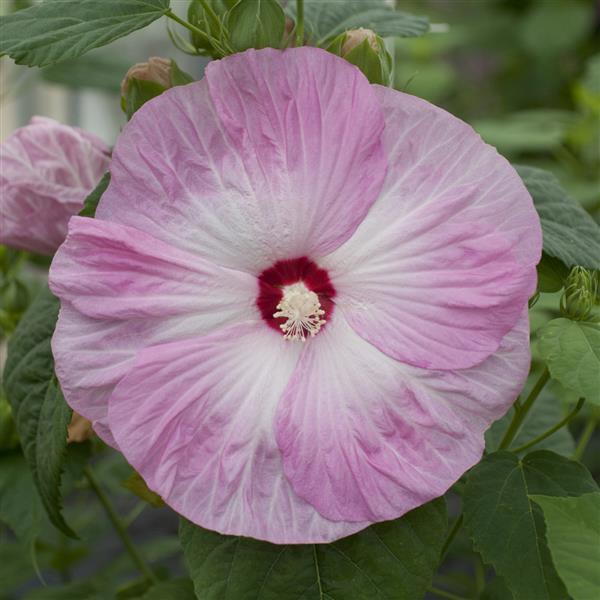 Hibiscus Seeds Hibiscus Honeymoon Light Rose