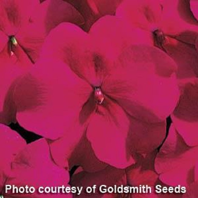 Impatiens Seeds Accent Burgundy 1,000 Bulk Flower Seeds