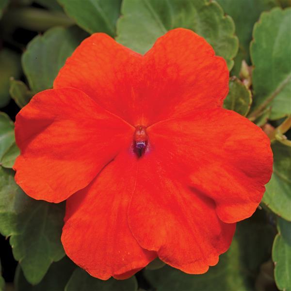 Impatiens Seeds Accent Deep Orange 1,000 Bulk Flower Seeds