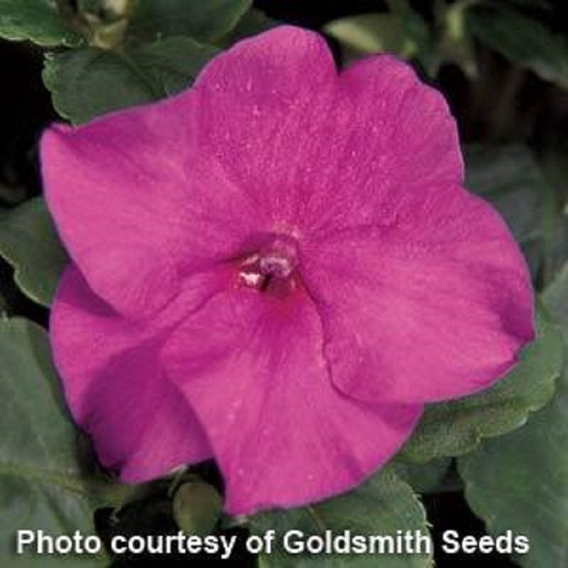 Impatiens Seeds Accent Lilac 1,000 Bulk Flower Seeds