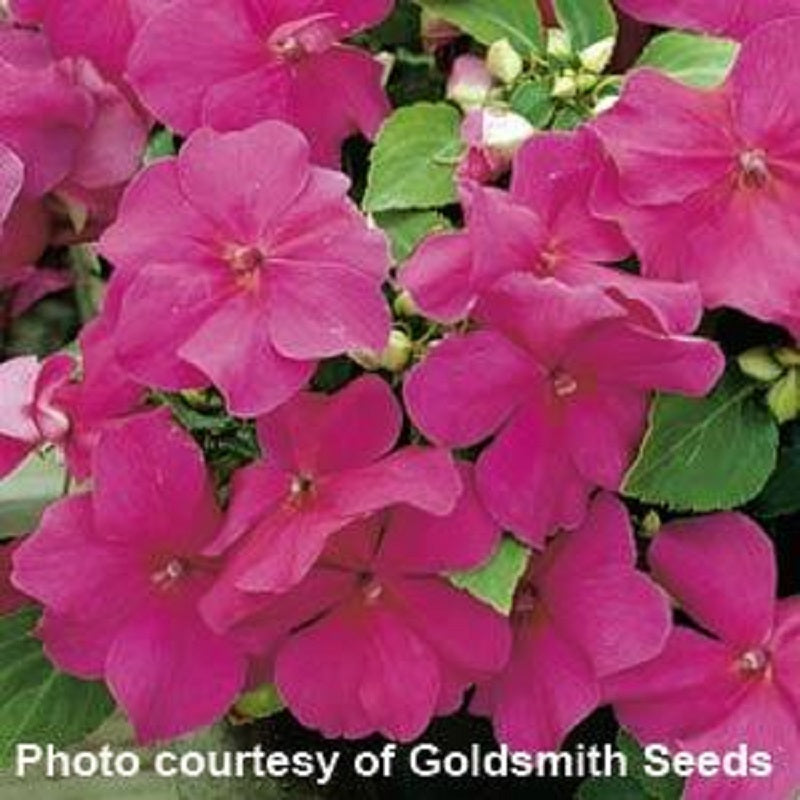 Impatiens Seeds Accent Violet 1,000 Bulk Flower Seeds