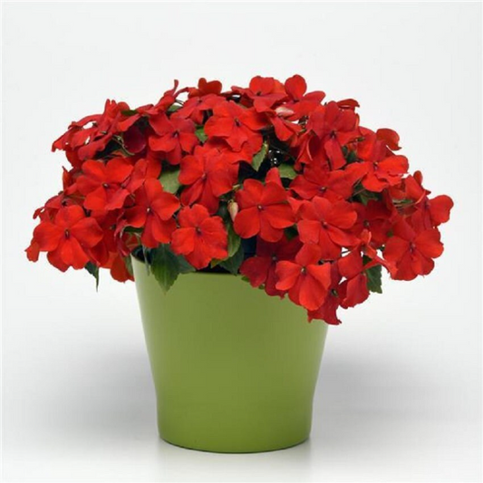 Impatiens Seeds Beacon® Bright Red 1,000 Bulk Flower Seeds