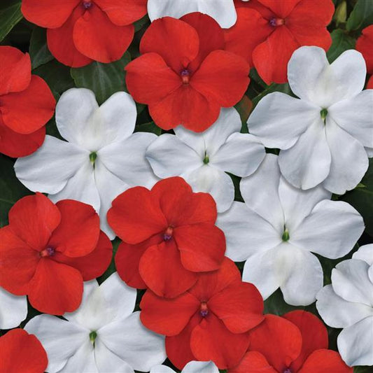 Impatiens Seeds Beacon® Cape Pine Mix 1,000 Bulk Flower Seeds