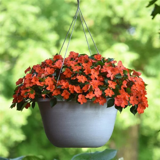 Impatiens Seeds Beacon® Coral 1,000 Bulk Flower Seeds