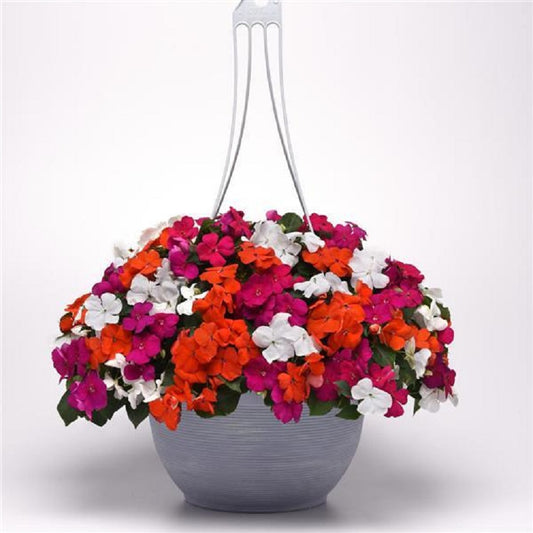 Impatiens Seeds Beacon® Lindau Mix 1,000 Bulk Flower Seeds