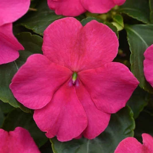 Impatiens Seeds Beacon® Rose 1,000 Bulk Flower Seeds