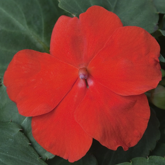 Impatiens Xtreme Scarlet 1,000 Bulk Flower Seeds