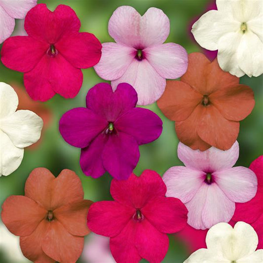 Impatiens Imara XDR Pastel Mix 1,000 Bulk Flower Seeds