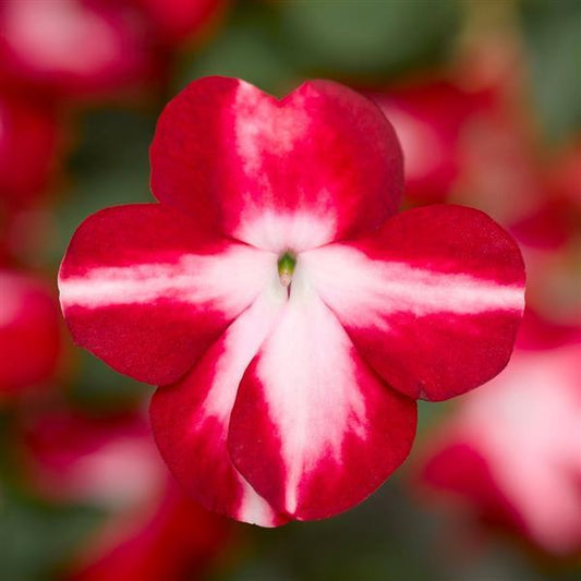 Impatiens Imara XDR Red Star 1,000 Bulk Flower Seeds