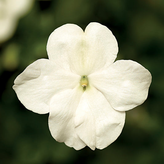 Impatiens Imara XDR White 1,000 Bulk Flower Seeds