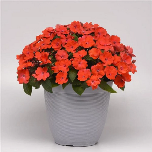 Impatiens Seeds Solarscape® Orange Burst Interspecific Impatiens