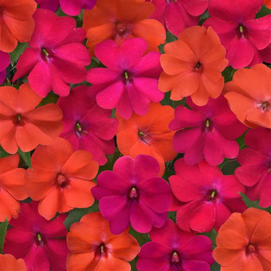 Impatiens Seeds Solarscape® Voodoo Mix Interspecific Impatiens