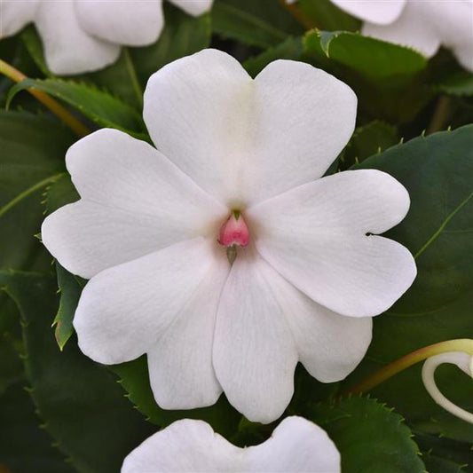 Impatiens Seeds Solarscape® White Pearl Interspecific Impatiens