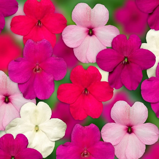 Impatiens Imara XDR Rosy Mix 1,000 Bulk Flower Seeds