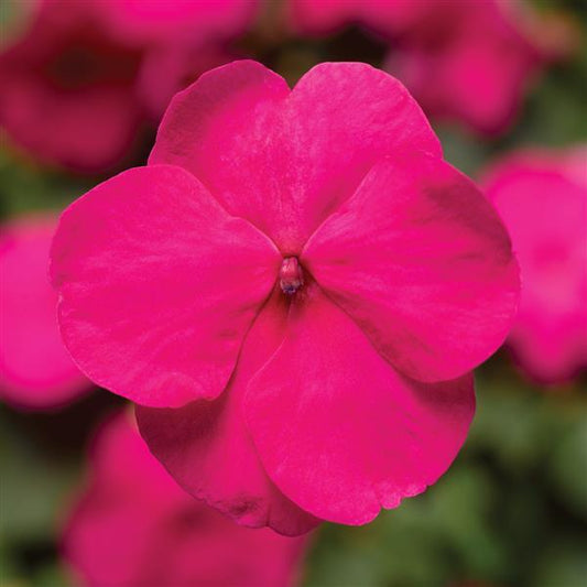 Impatiens Xtreme Bright Rose 1,000 Bulk Flower Seeds