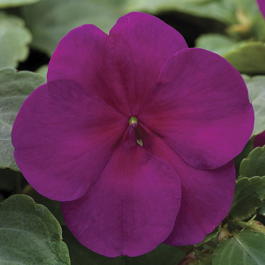 Impatiens Xtreme Violet 1,000 Bulk Flower Seeds