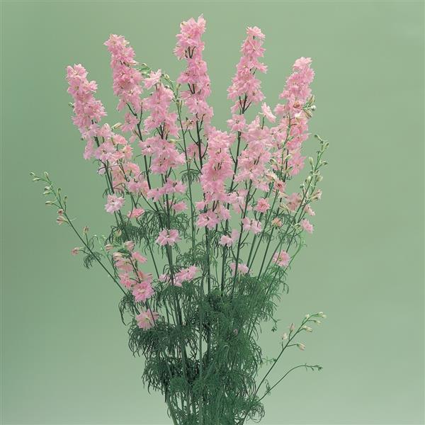 1,000 Larkspur Seeds Cannes Crystal Pink Cut Flower