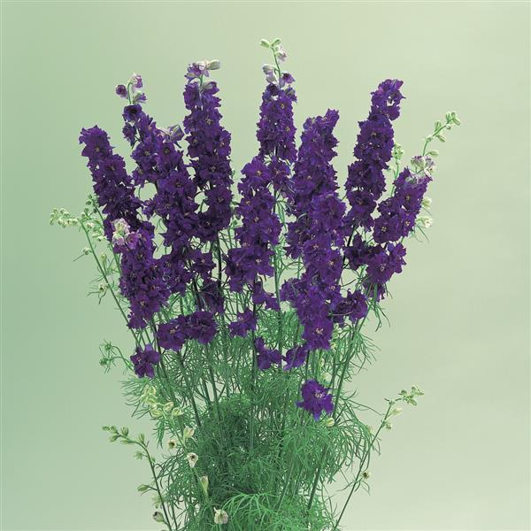 1,000 Larkspur Seeds Cannes Deep Blue Cut Flower