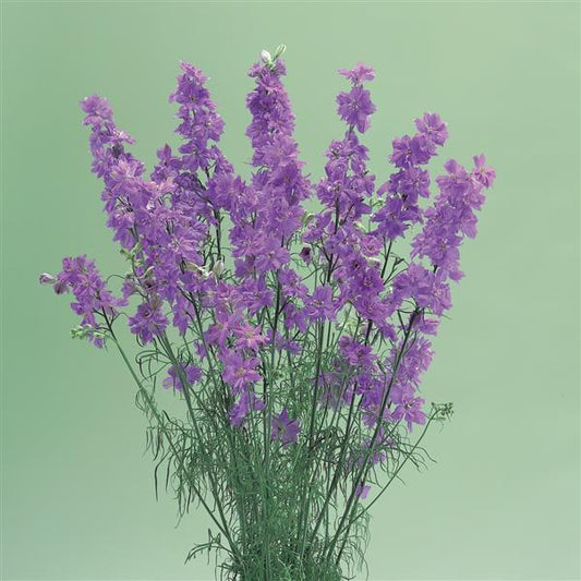 1,000 Larkspur Seeds Cannes Lilac Cut Flower