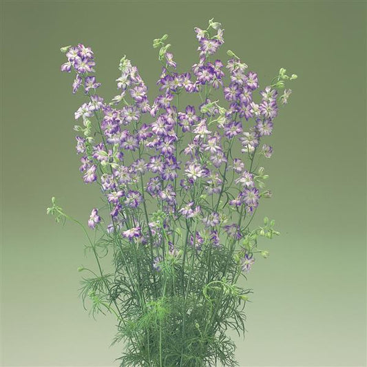 1,000 Larkspur Seeds Cannes Purple Picotee Cut Flower