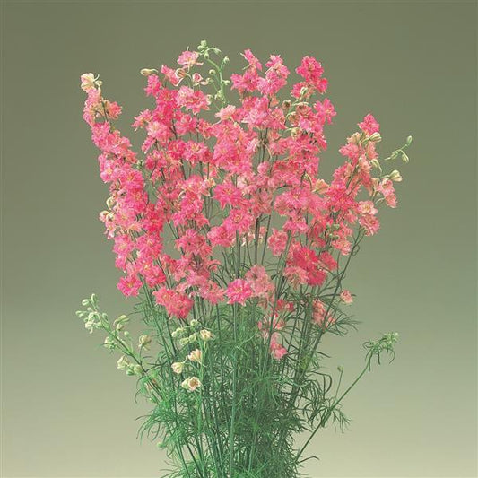 1,000 Larkspur Seeds Cannes Rose Stripe Cut Flower